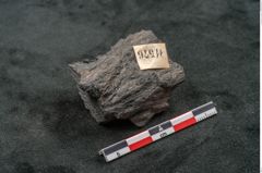 Foto (Seitenansicht) von Plantae indet.  (NHMW-GEO-2024-0188-11576)